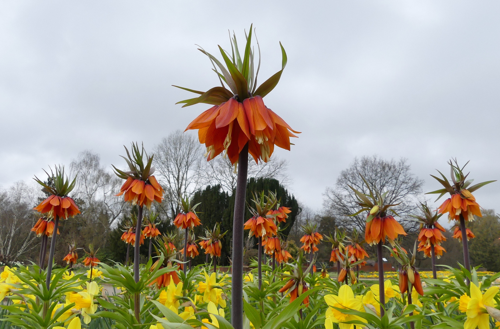 Botanischer Garten Solingen - Kaiserkrone 'Rubra Maxima'  