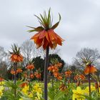 Botanischer Garten Solingen - Kaiserkrone 'Rubra Maxima'  