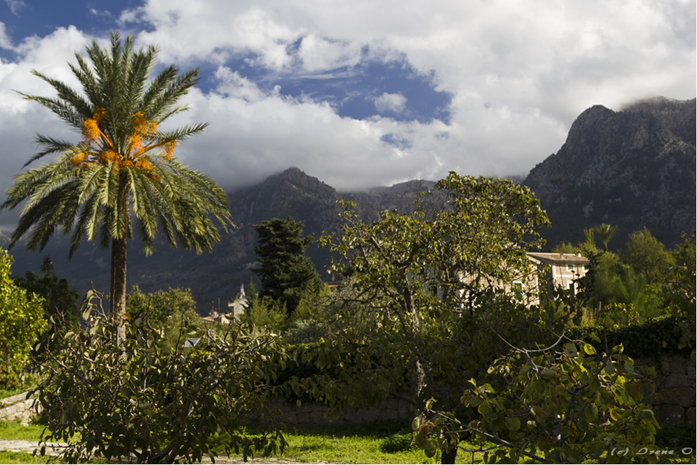 Botanischer Garten Sóller