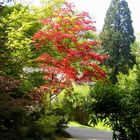 Botanischer Garten Sommer 2006