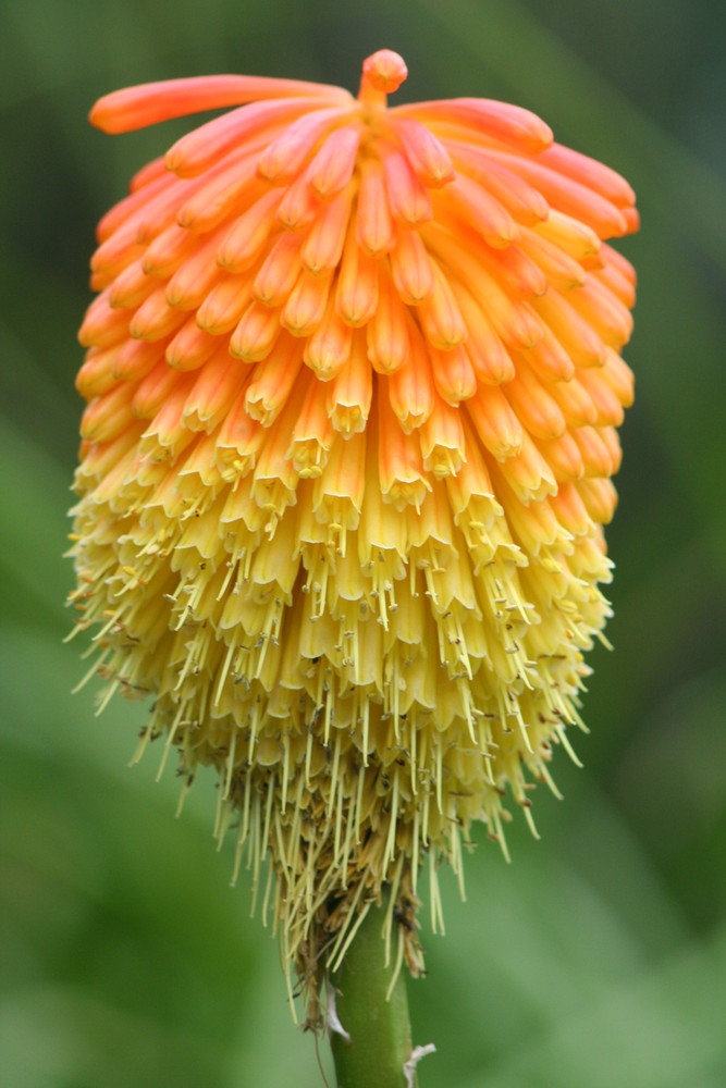 Botanischer Garten Spanien