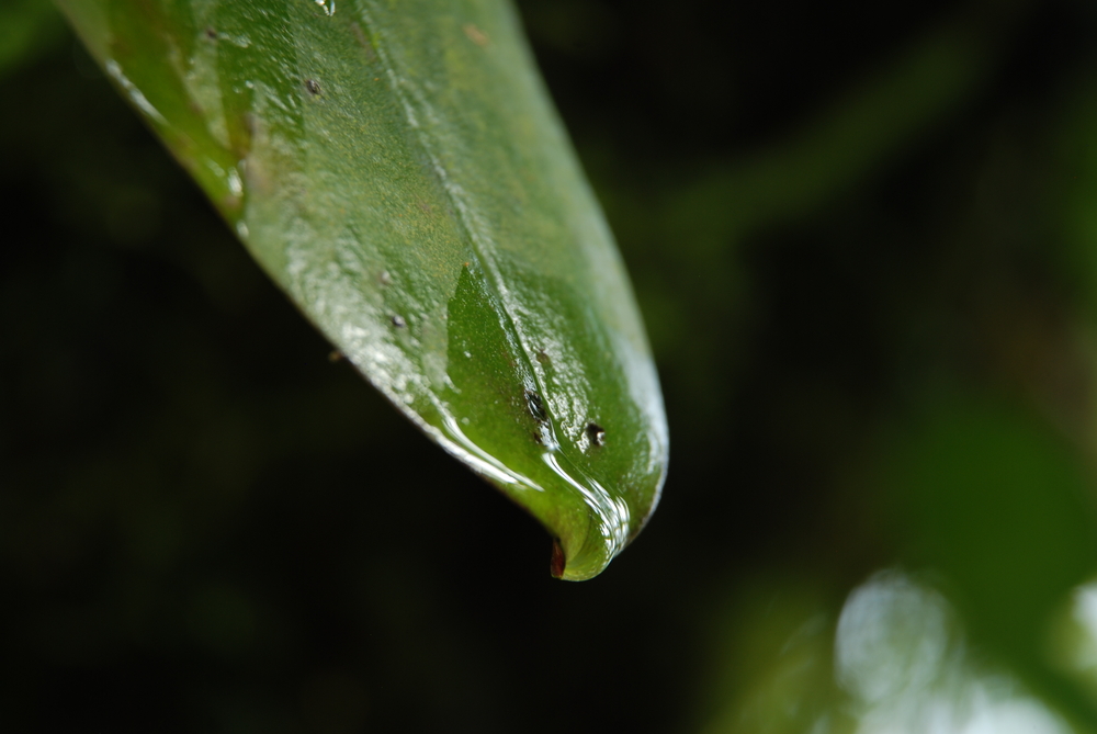 Botanischer Garten St. Gallen