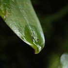 Botanischer Garten St. Gallen