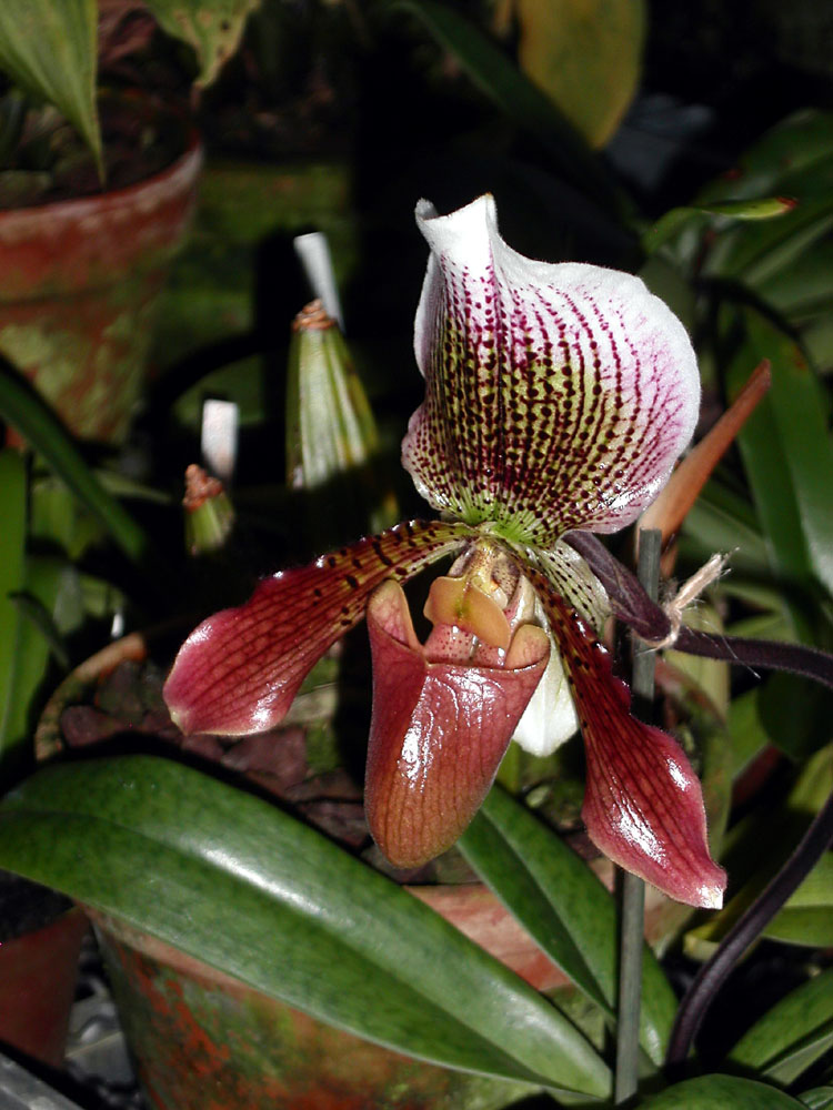 Botanischer- Garten St.Gallen 2