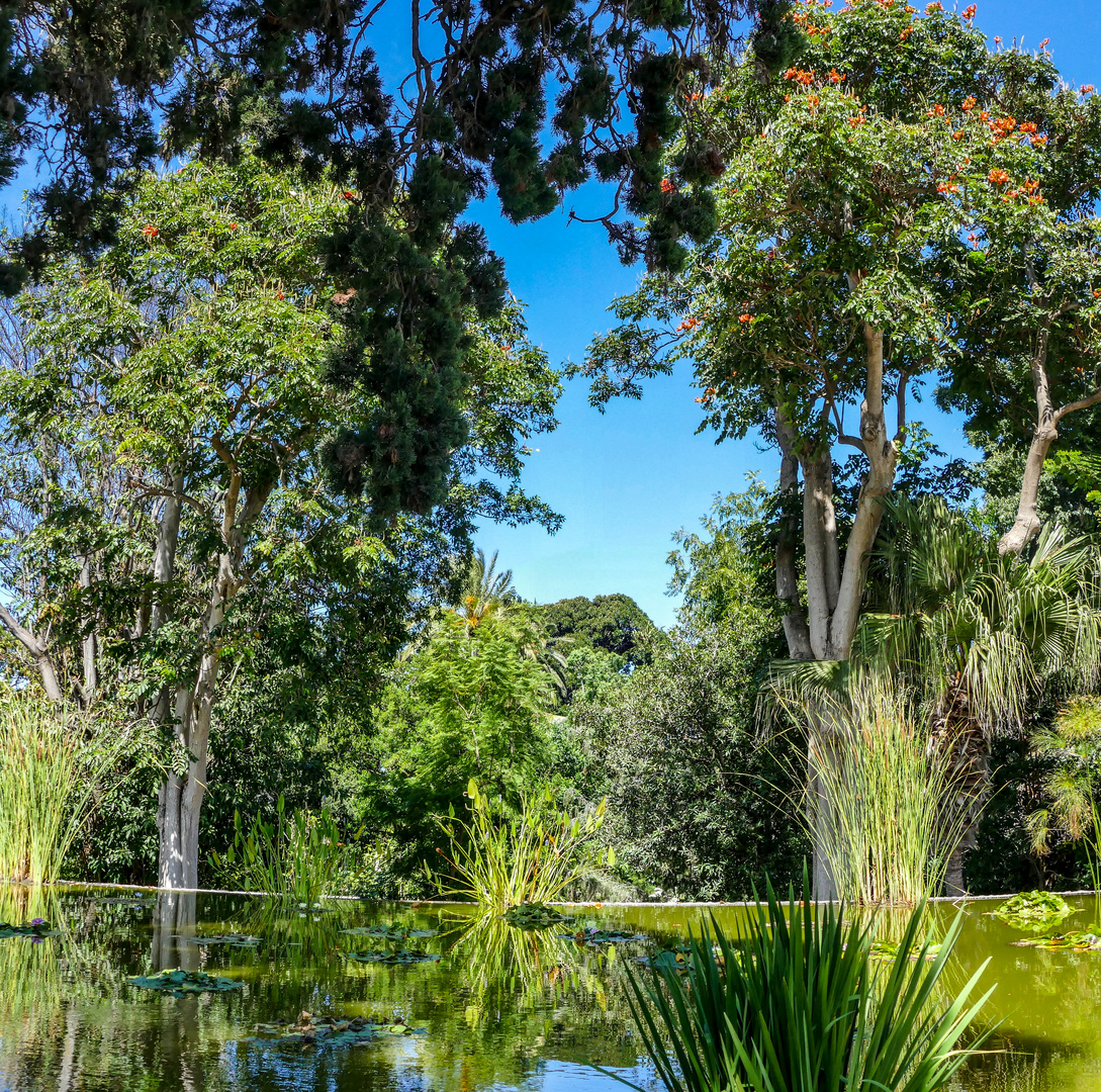 botanischer Garten - Teneriffa 