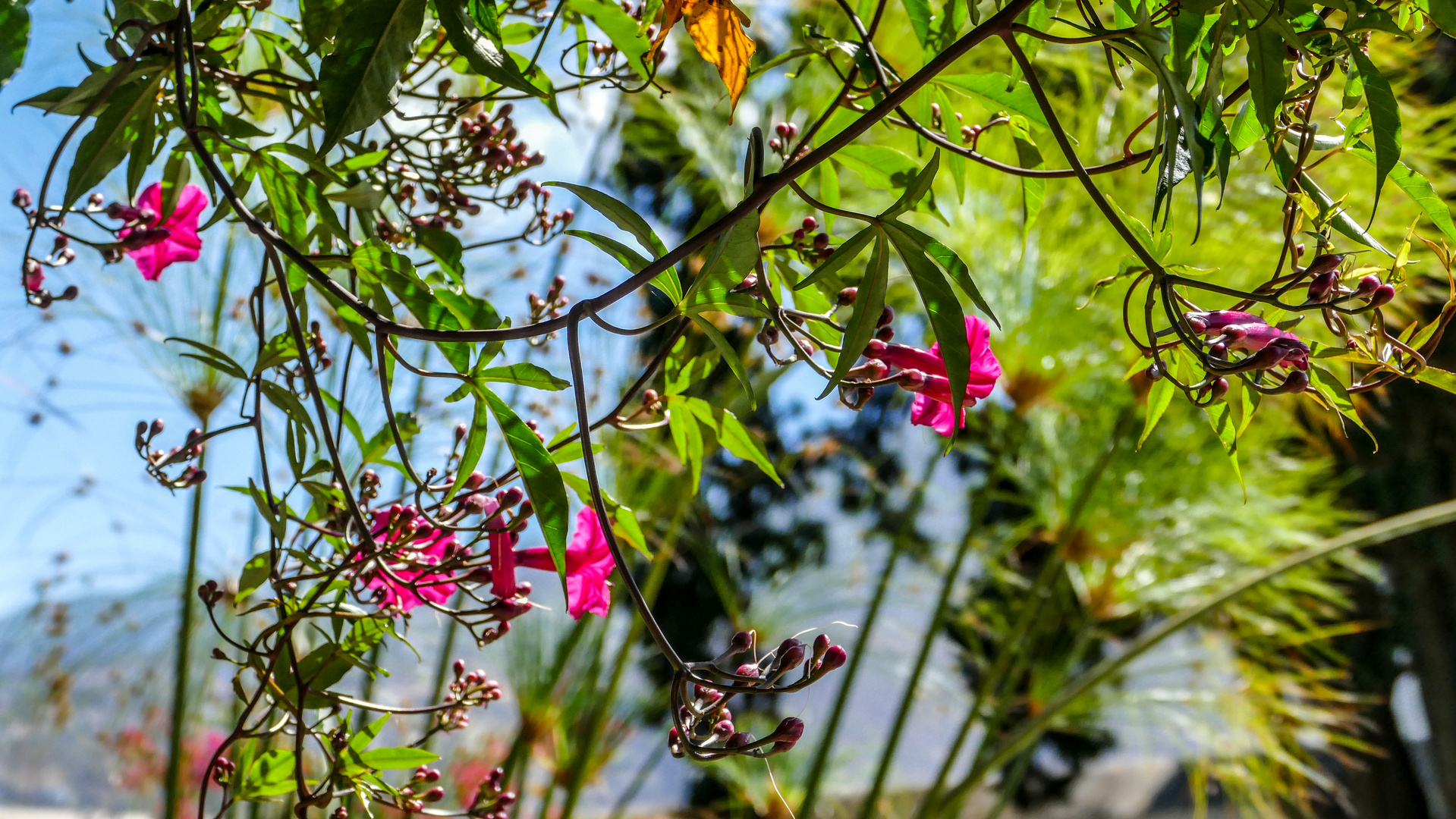 botanischer Garten - Teneriffa 