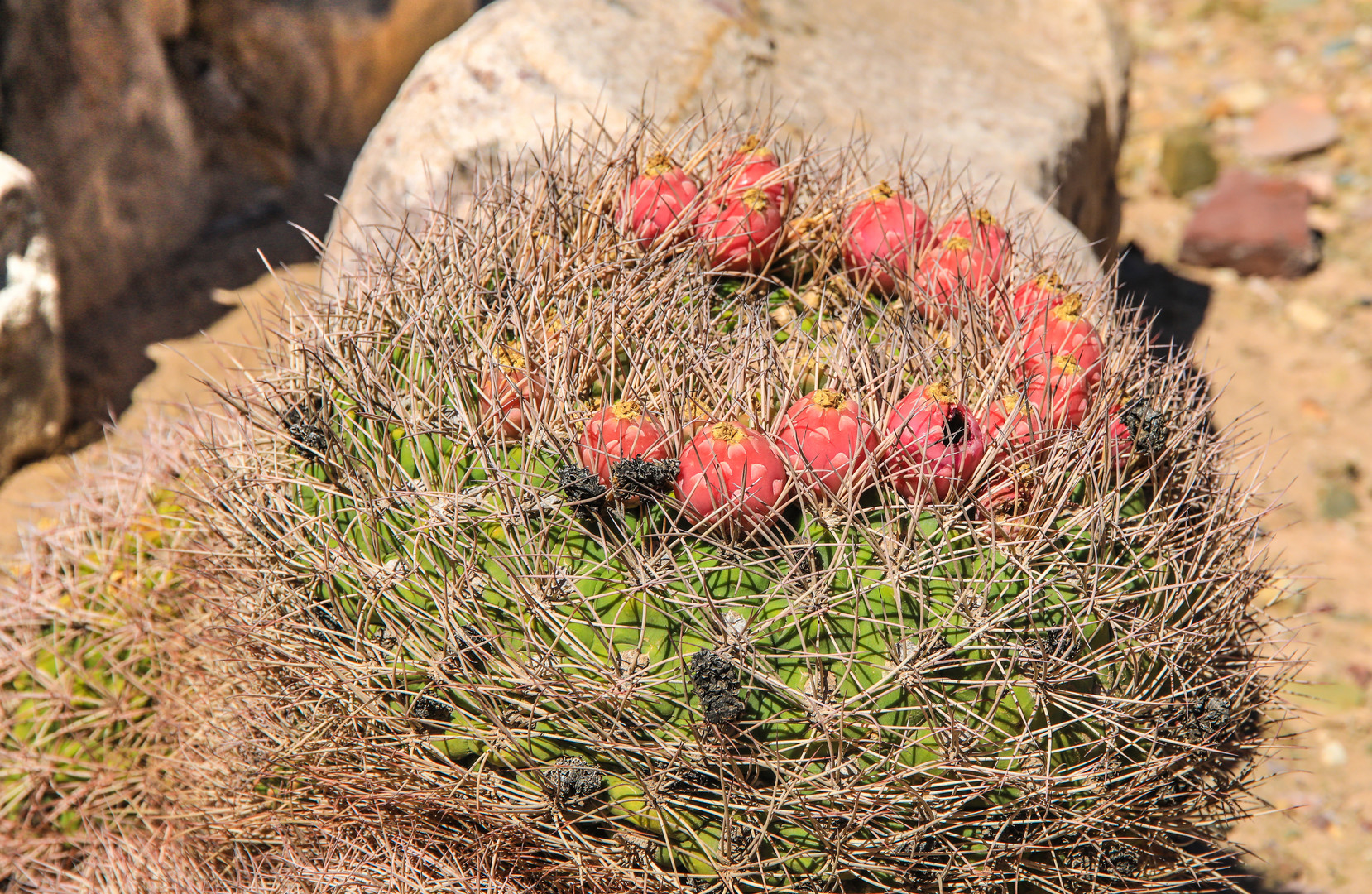 Botanischer Garten Tilcara 3