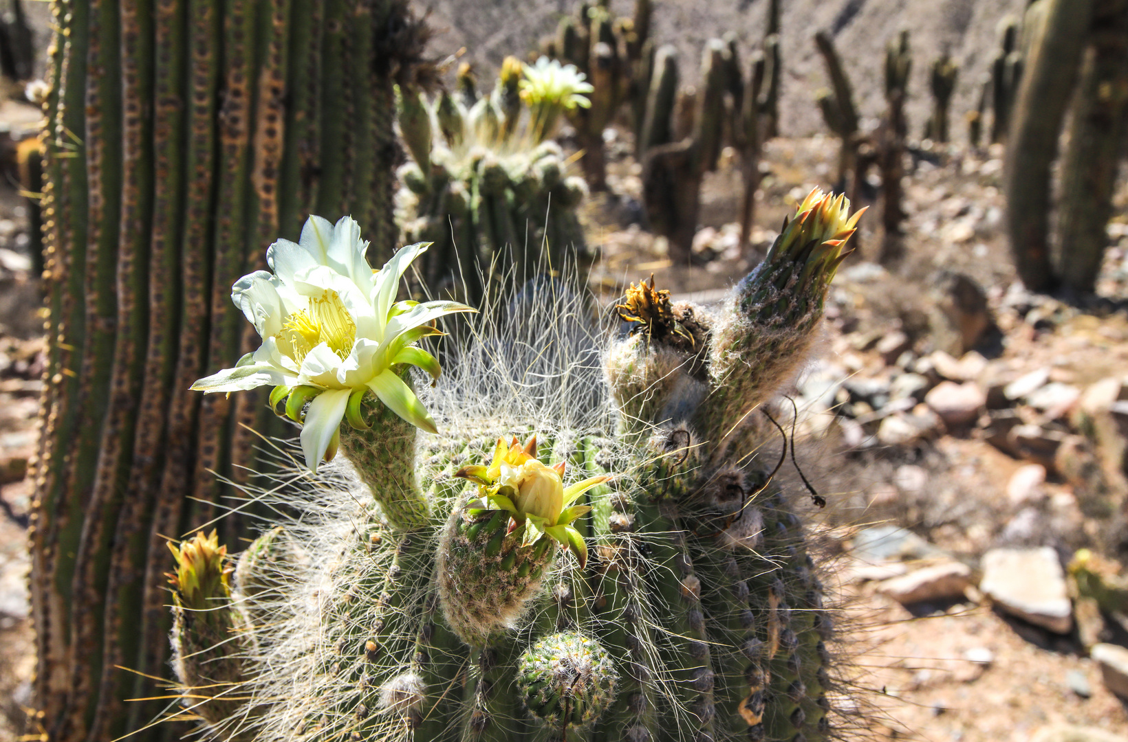 Botanischer Garten Tilcara 9