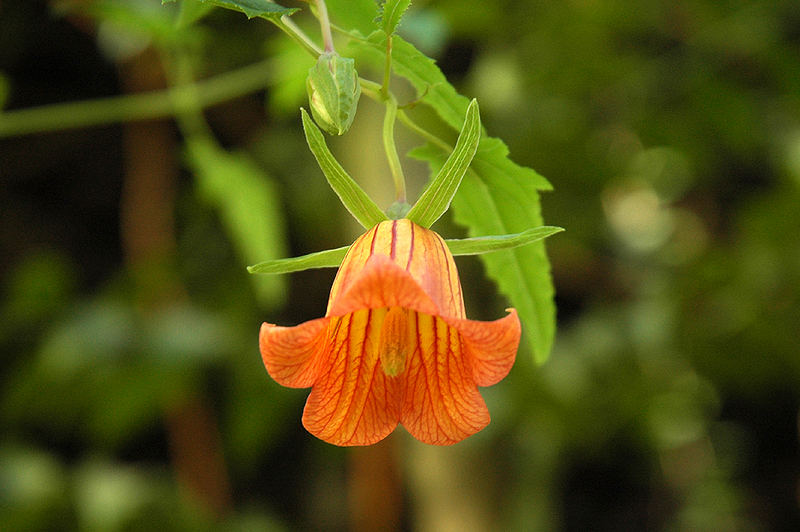 Botanischer Garten Tübingen