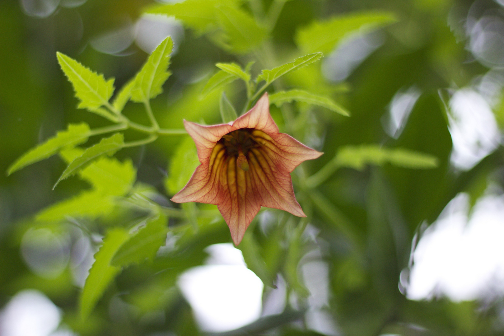 Botanischer Garten Tübingen