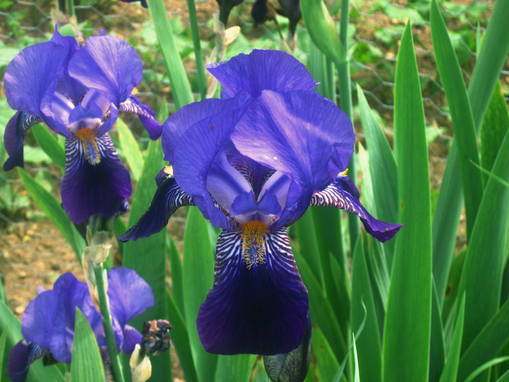 botanischer Garten Ulm