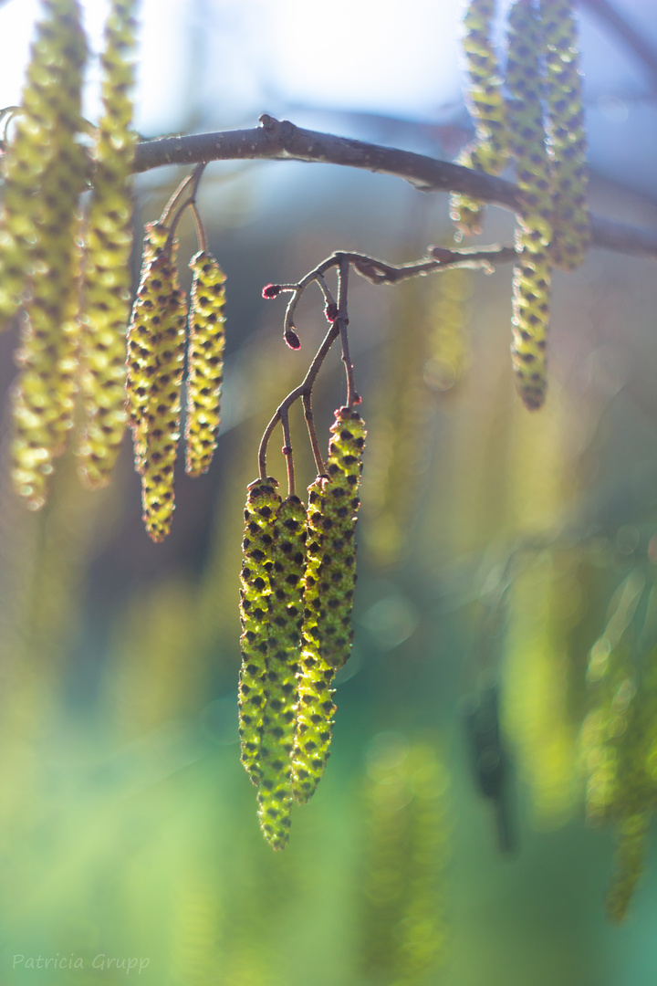 Botanischer Garten, Ulm Foto & Bild bäume, baum