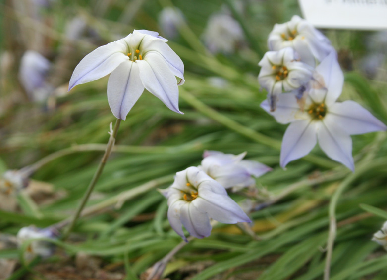 Botanischer Garten um Ostern