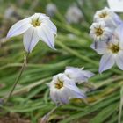 Botanischer Garten um Ostern