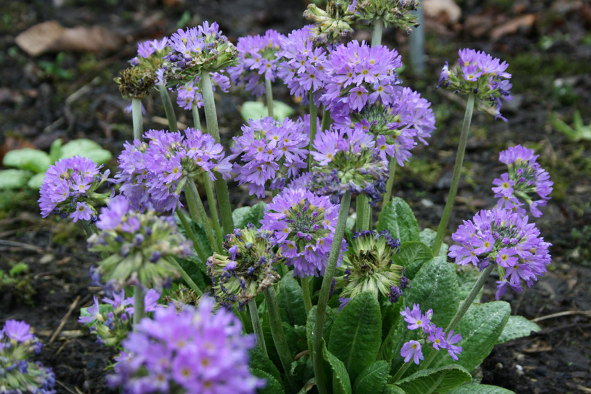 Botanischer Garten um Ostern II