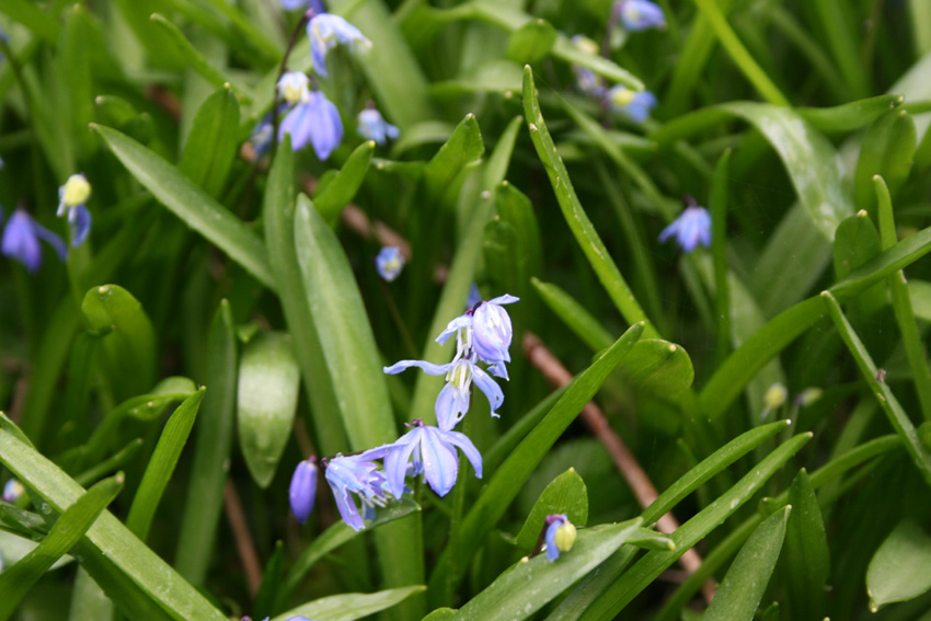 Botanischer Garten um Ostern III