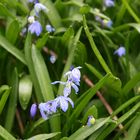 Botanischer Garten um Ostern III