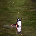 "Botanischer Garten und Schlosspark Nymphenburg München 39"