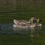 "Botanischer Garten und Schlosspark Nymphenburg München 9"