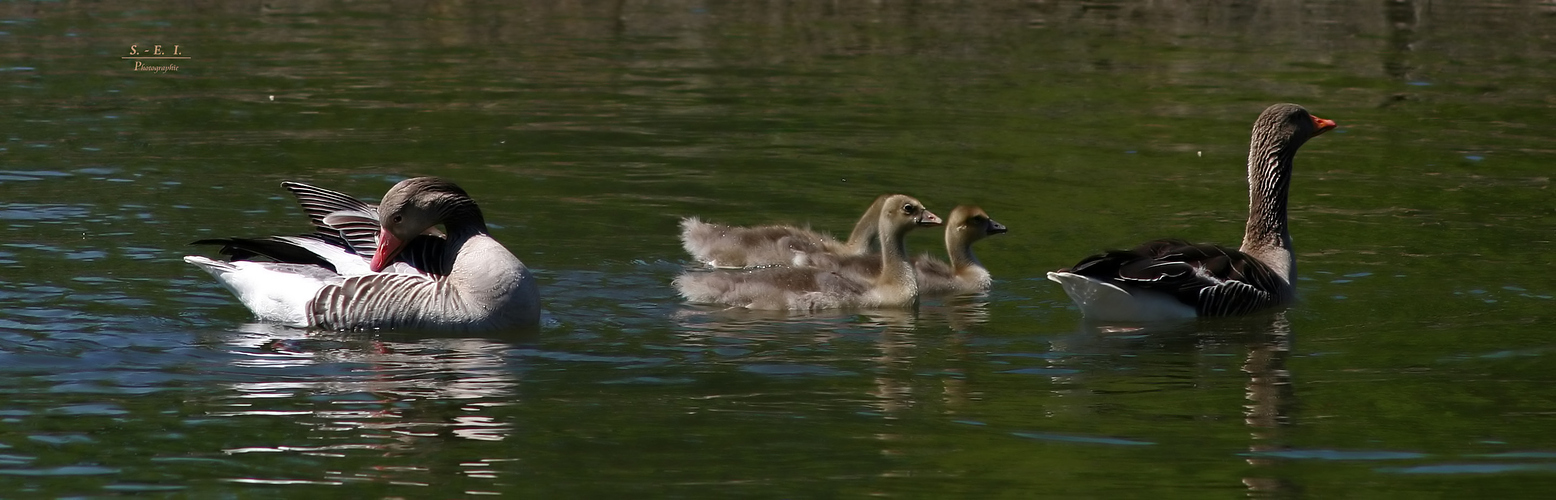 "Botanischer Garten und Schlosspark Nymphenburg München 9"