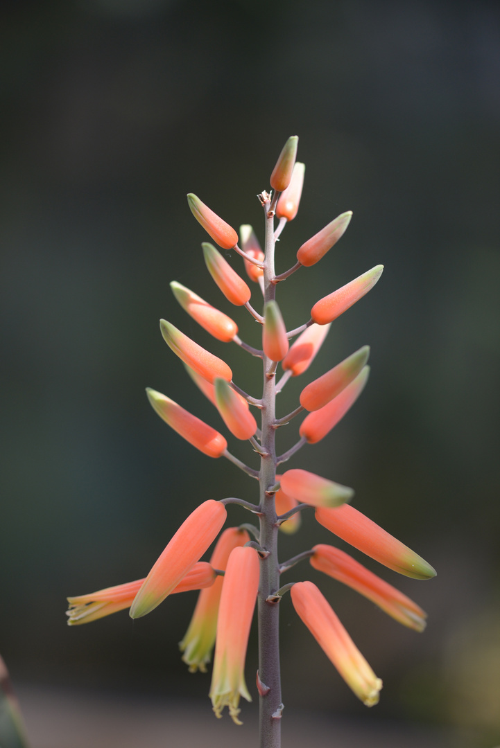 Botanischer Garten Uni Freiburg 8 Foto Bild Natur Pflanzen