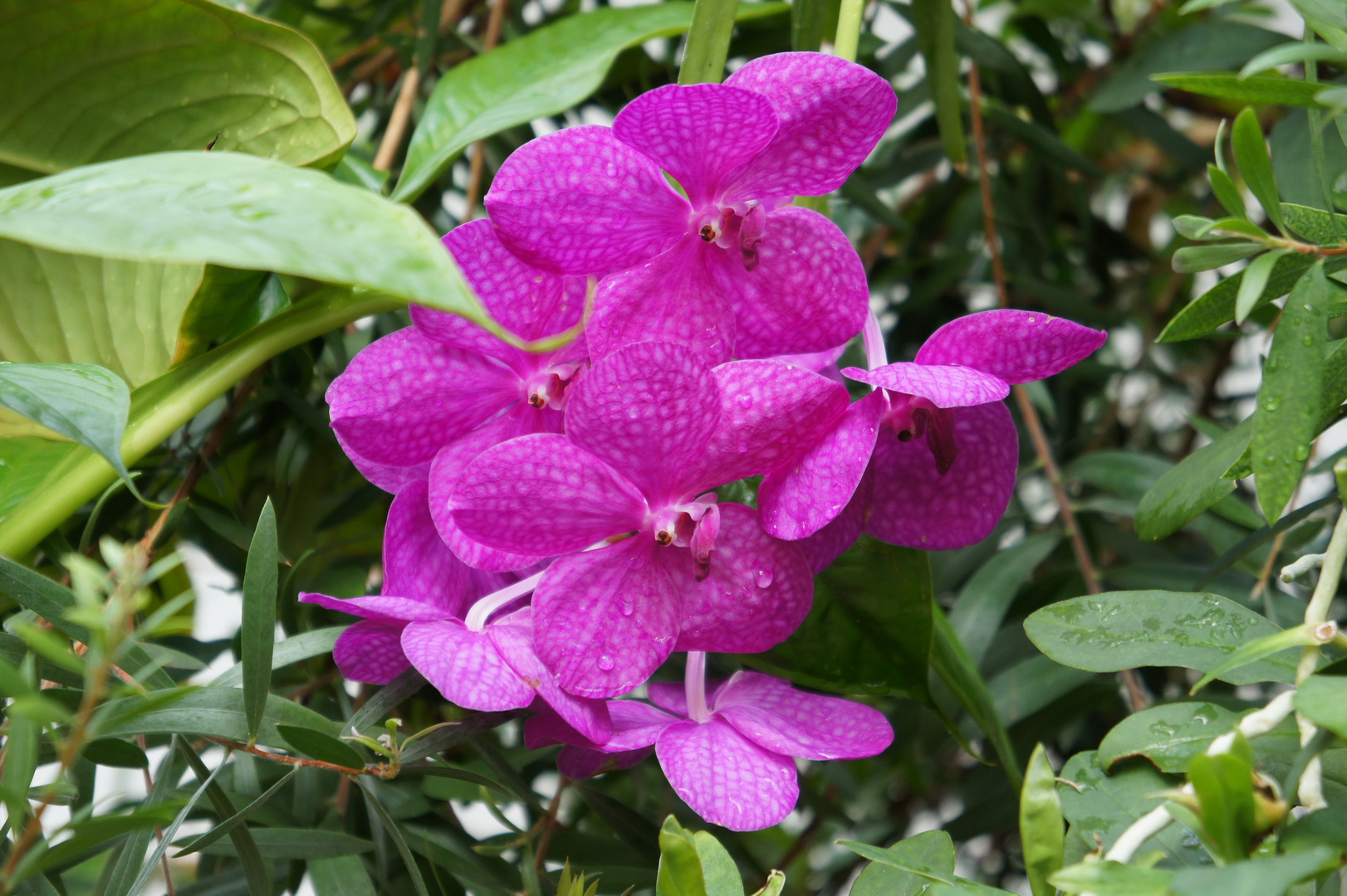 Botanischer Garten Uni Leipzig #1