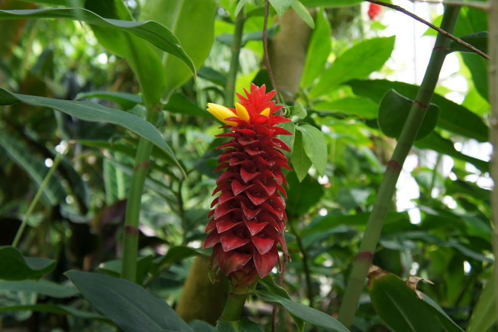 Botanischer Garten Uni Leipzig #2