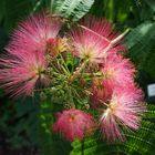 Botanischer Garten Uni Leipzig #3