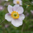 Botanischer Garten Uni Leipzig #5