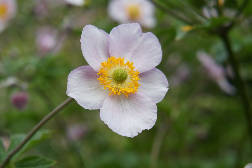 Botanischer Garten Uni Leipzig #5