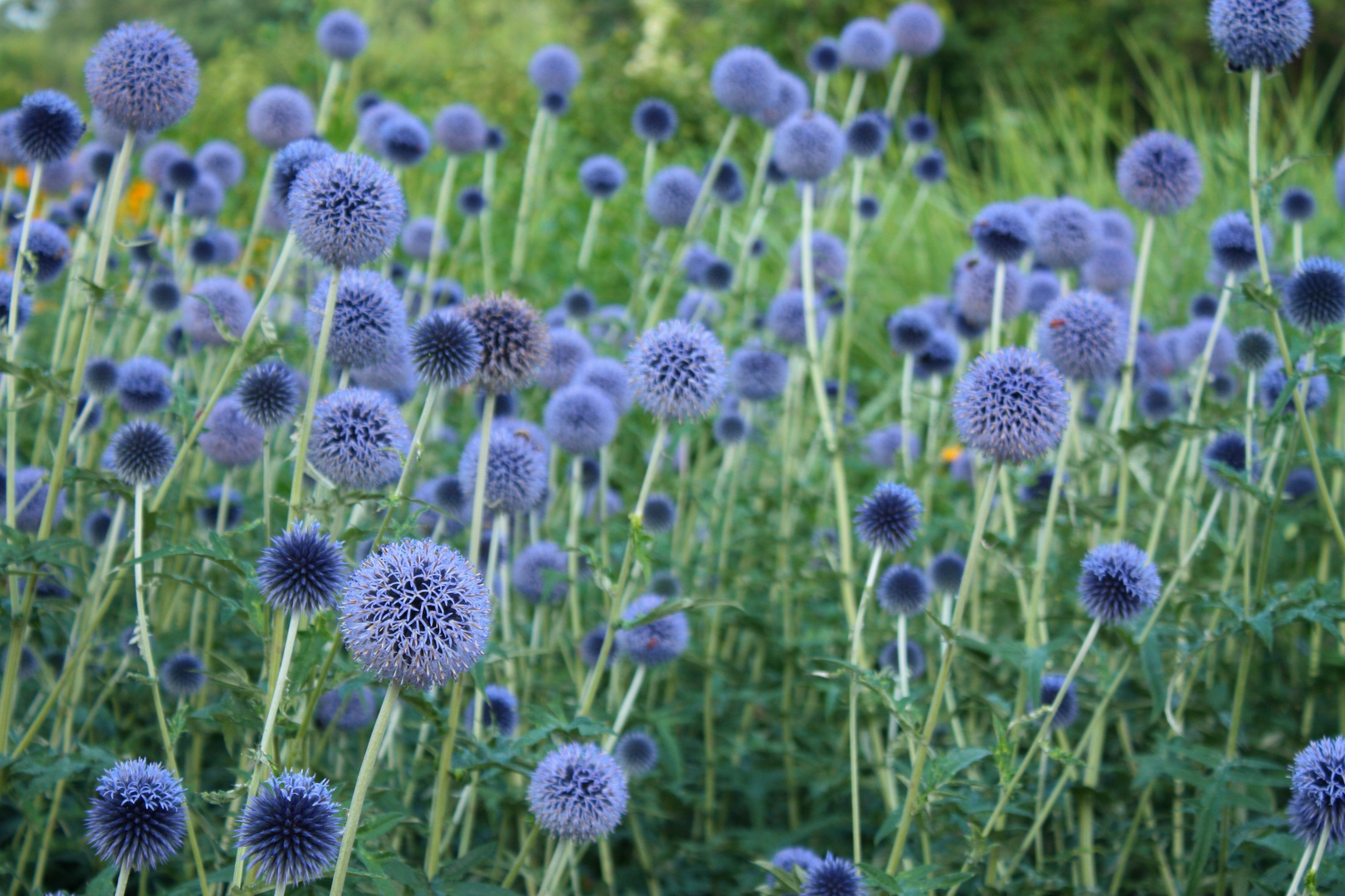 Botanischer Garten V