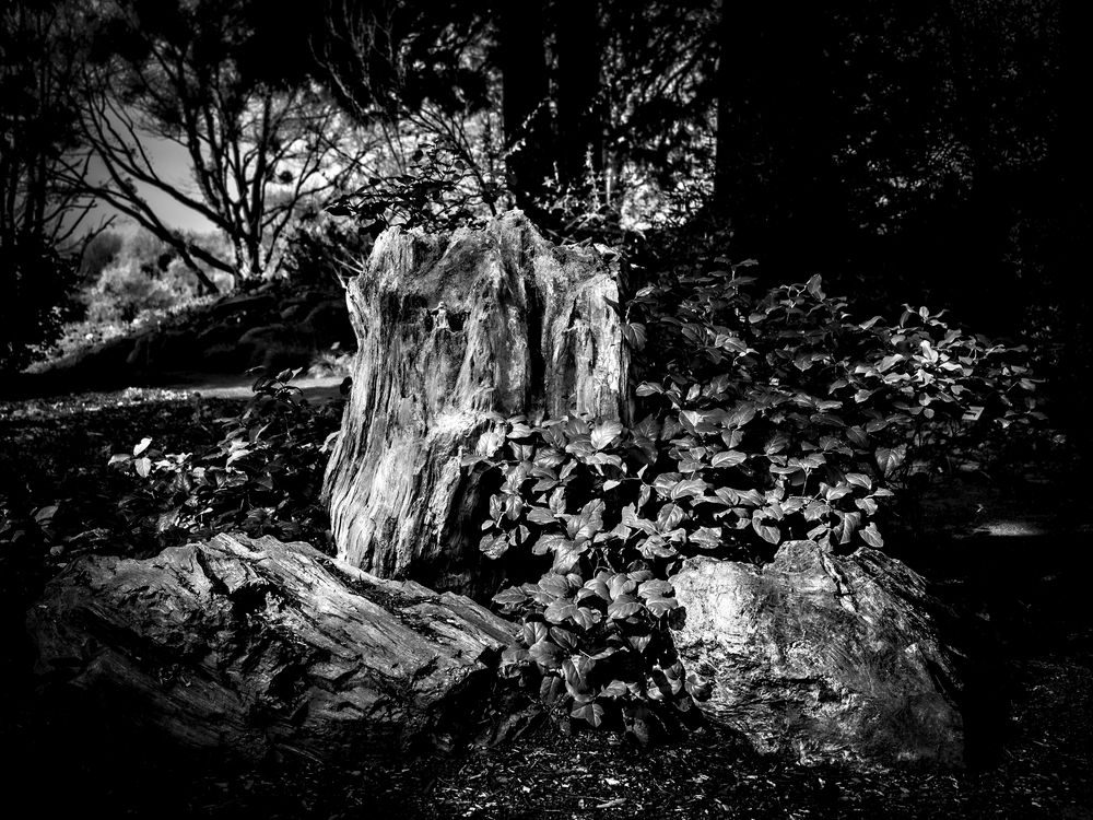 Botanischer Garten - Versteinerter Mammutbaum