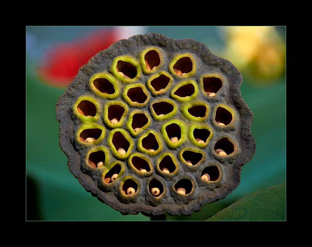 Botanischer Garten VI