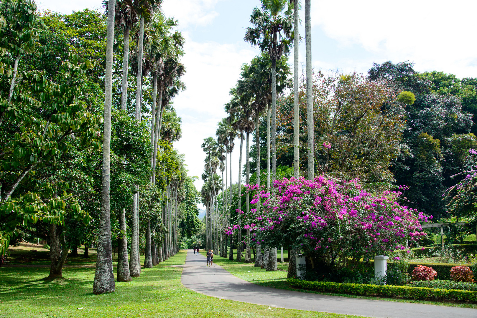 Botanischer Garten von Peradeniya 2