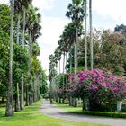 Botanischer Garten von Peradeniya 2