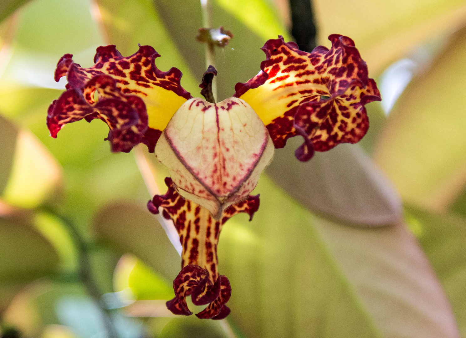 Botanischer Garten von Peradeniya 3