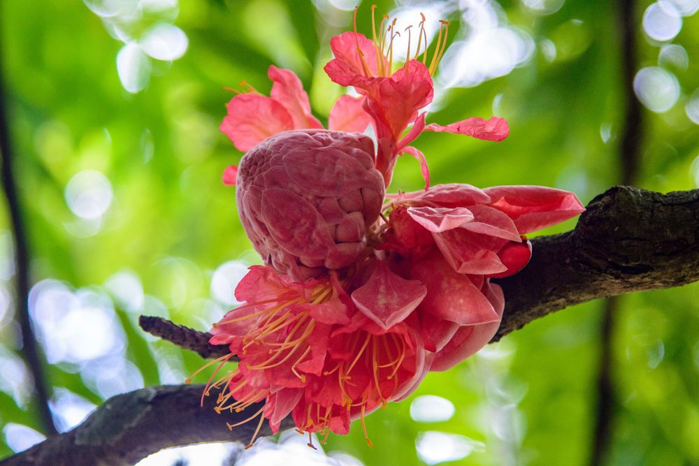 Botanischer Garten von Peradeniya 4