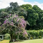 Botanischer Garten von Peradeniya