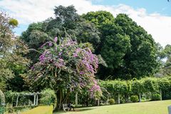 Botanischer Garten von Peradeniya