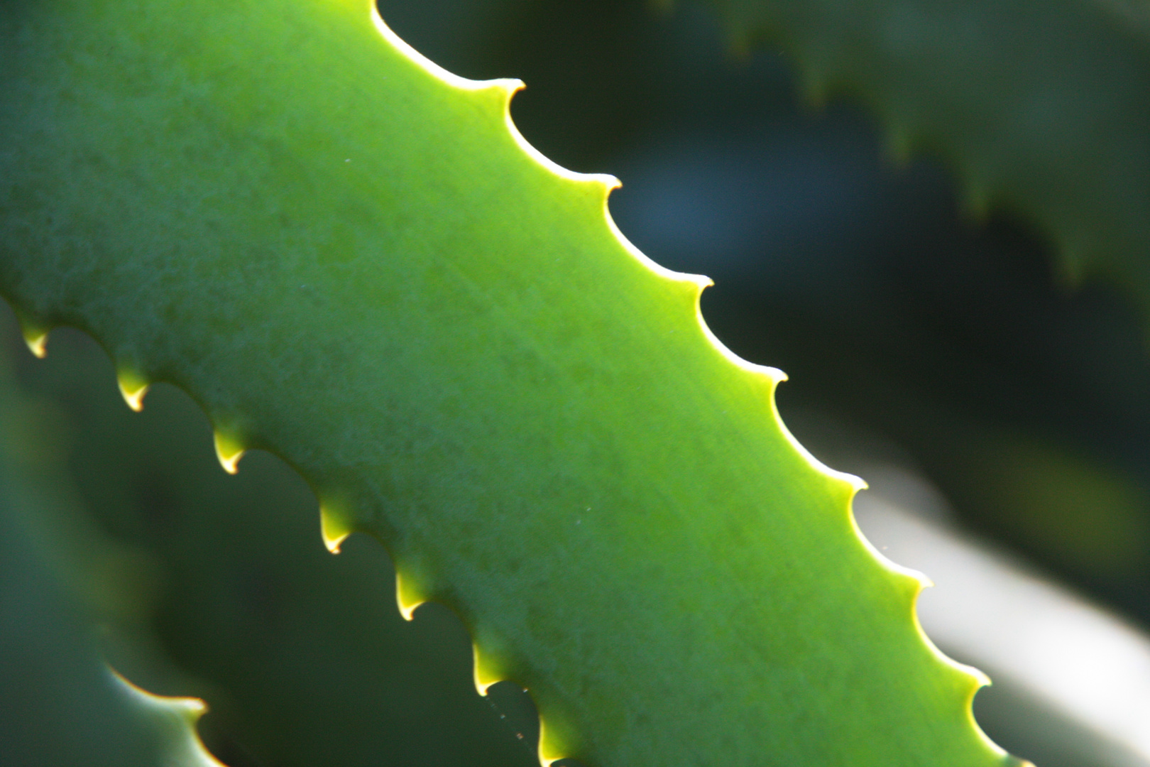 Botanischer Garten Vumba Hills, Zimbabwe - SEE THE WORLD