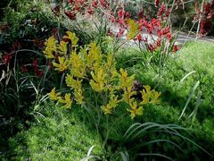 Botanischer Garten, Wales