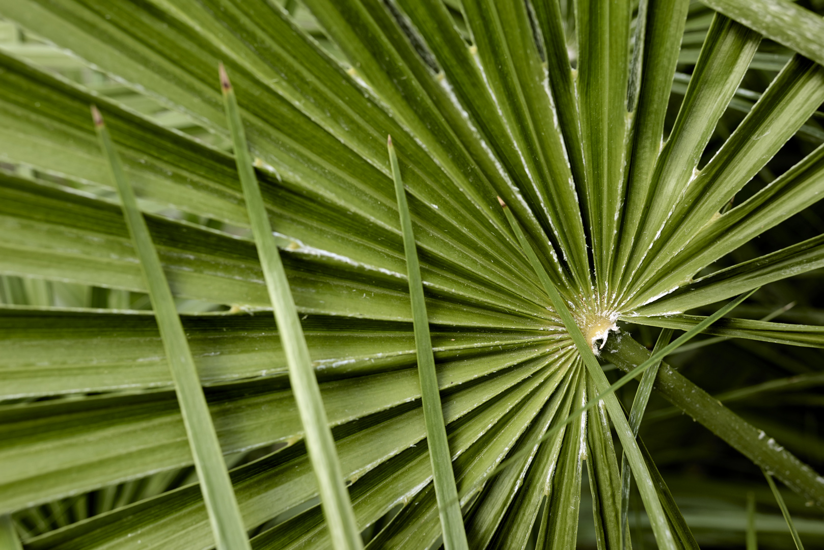 Botanischer Garten Wien