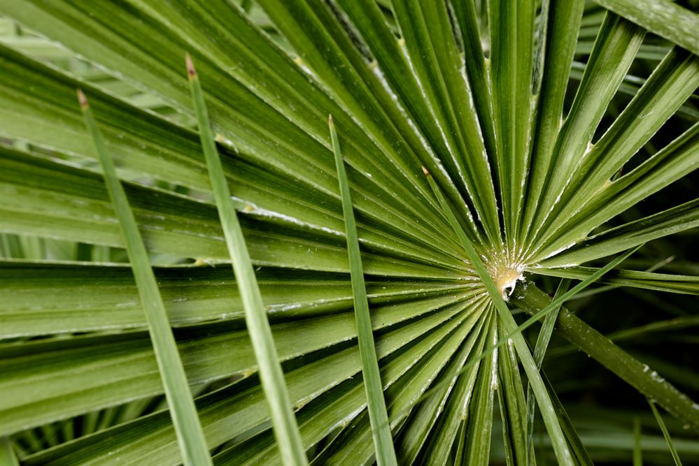 Botanischer Garten Wien