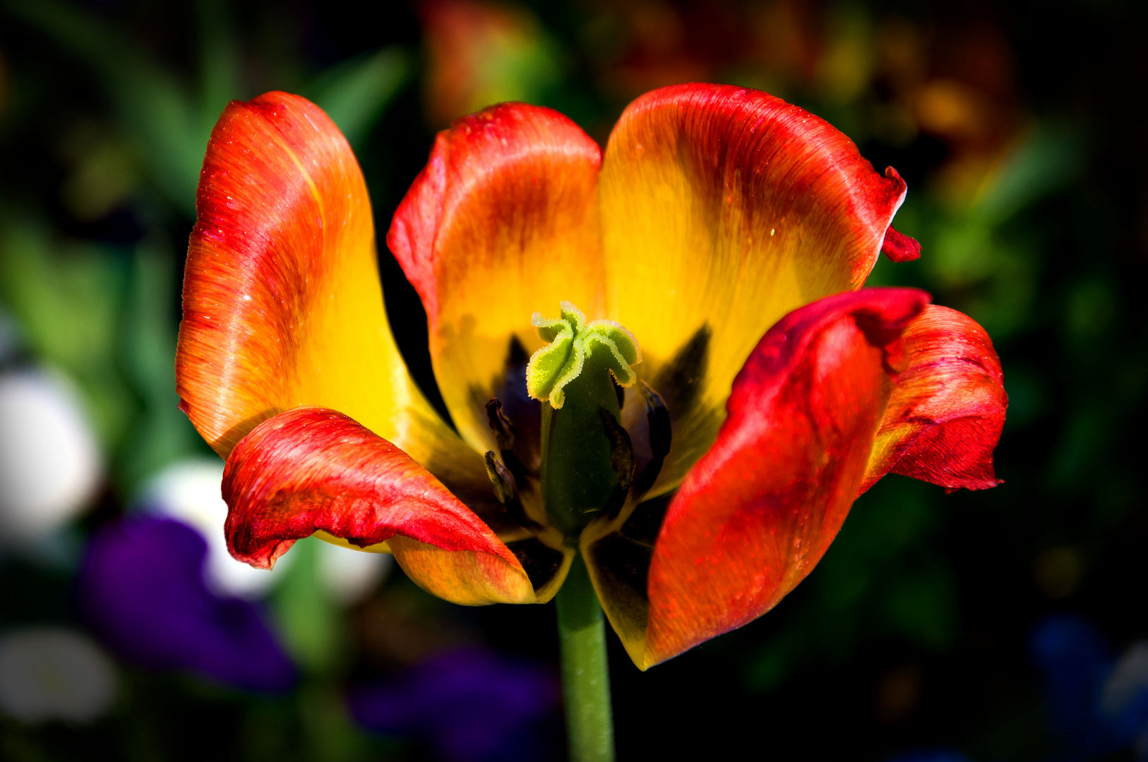 Botanischer Garten Wurzburg Foto Bild Pflanzen Pilze