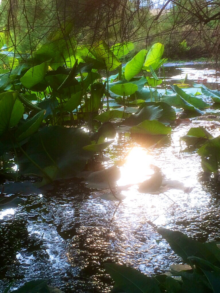 Botanischer Garten Wuppertal 2