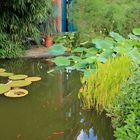 Botanischer Garten Wuppertal Wasserspiegelung