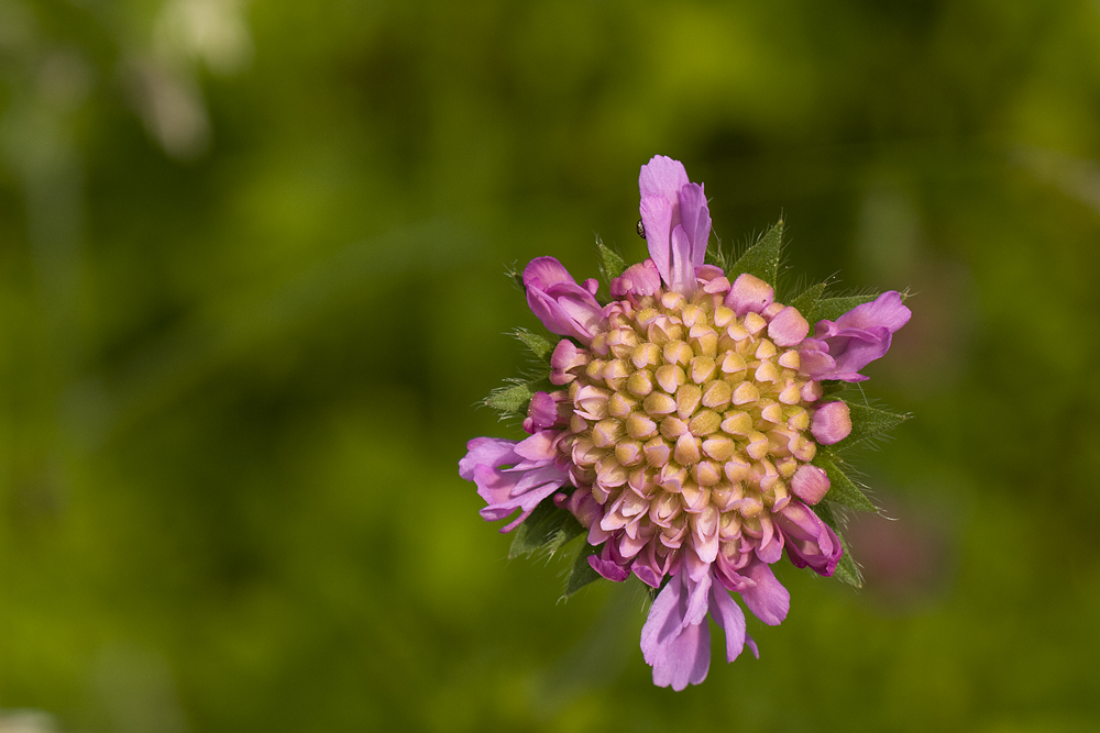 Botanischer Garten ZH Mai 2011