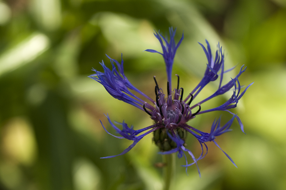 Botanischer Garten ZH Mai 2011