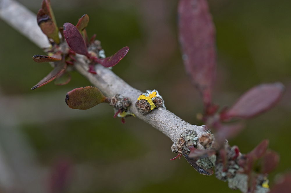 Botanischer Garten ZH Mai 2011...