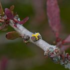 Botanischer Garten ZH Mai 2011...